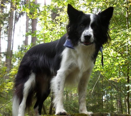 Border Collie Hunde Foto 39806 in höherer Auflösung ansehen Border Collie