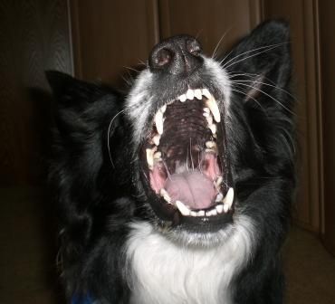 Border Collie Hunde Foto 39722 in höherer Auflösung ansehen Border Collie