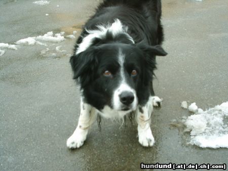 Border Collie Hunde Foto 20352 Border Collie Hemp vom Waldecker Land 14 Jahre