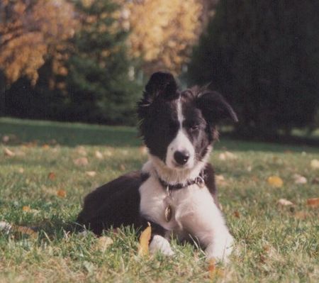 Border Collie Hunde Foto 38872 Border Collie Chiara vom Hause Taschner