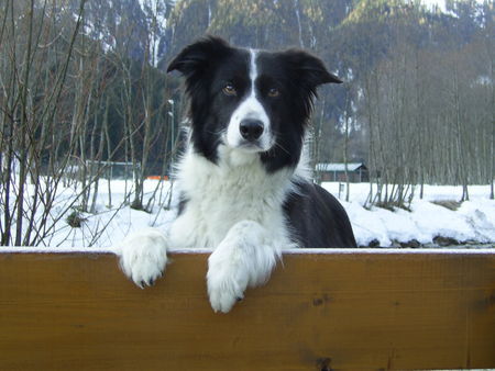 Border Collie Hunde Foto 38871 Border Collie Guckst Du