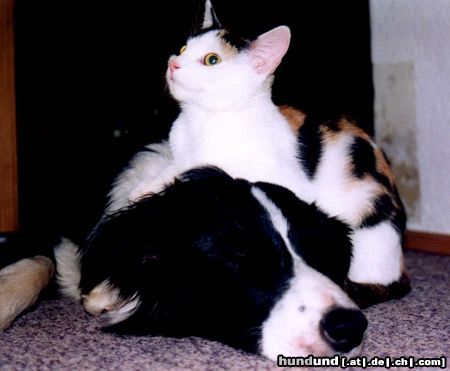 Border Collie Hunde Foto 3117 Border Collie gebe mich geschlagen