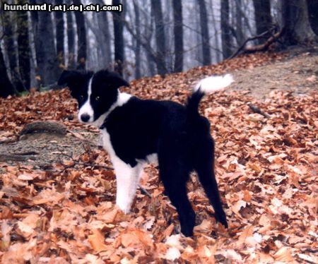 Border Collie Hunde Foto 3116 Border Collie CHIARA 5 Mon.