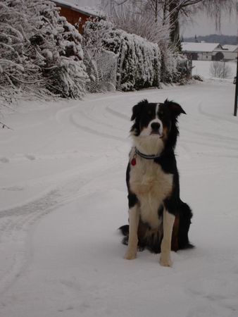 Border Collie Hunde Foto 31392 Border Collie