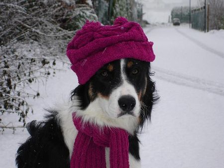 Border Collie Hunde Foto 31393 Border Collie