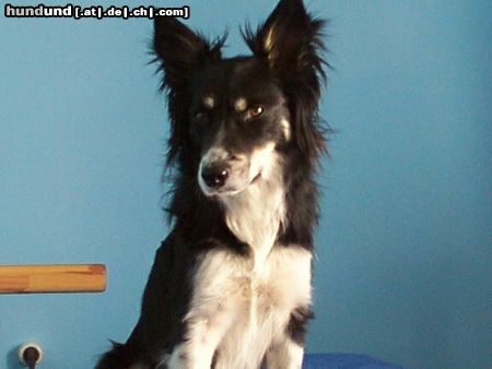 Border Collie Hunde Foto 3598 Border Collie Luna