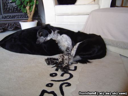 Border Collie Hunde Foto 22761 in höherer Auflösung ansehen Border Collie Das Kuschelmonster