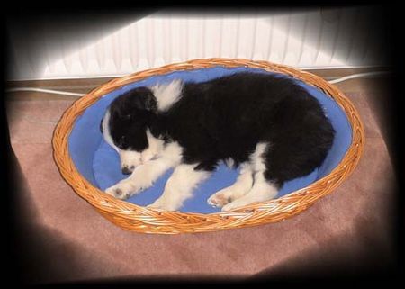Border Collie Hunde Foto 38335 in höherer Auflösung ansehen Border Collie Laika...8 Wochen alt