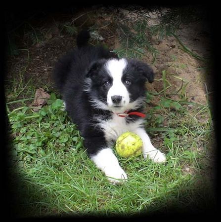 Border Collie Hunde Foto 38336 in höherer Auflösung ansehen Border Collie Laika...8 Wochen alt