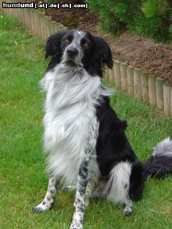 Border Collie Hunde Foto 23315 in höherer Auflösung ansehen Border Collie Odin