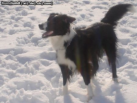 Border Collie Hunde Foto 20035 in höherer Auflösung ansehen Border Collie akira im schnee