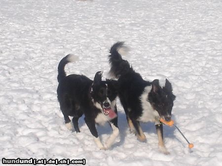 Border Collie Hunde Foto 20201 in höherer Auflösung ansehen Border Collie akira und ihr zukünftige liebhaber