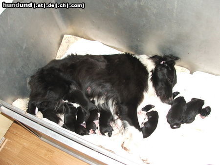 Border Collie Hunde Foto 25811 in höherer Auflösung ansehen Border Collie unser Nachwuchs