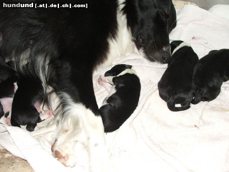 Border Collie Hunde Foto 25812 in höherer Auflösung ansehen Border Collie unser Nachwuchs