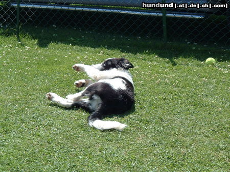 Border Collie Hunde Foto 25996 in höherer Auflösung ansehen Border Collie jetzt kommt meine Rolle