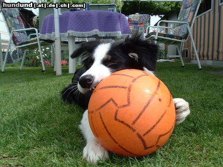 Border Collie Hunde Foto 25509 in höherer Auflösung ansehen Border Collie Ich und mein Ball