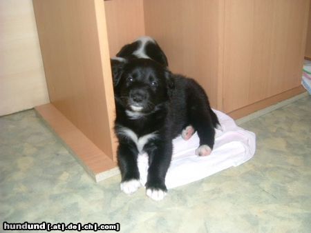 Border Collie Hunde Foto 10050 Border Collie fly mit 4 wochen