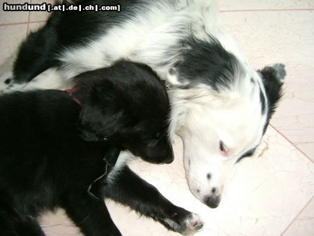 Border Collie Hunde Foto 11309 Border Collie ricco&fly