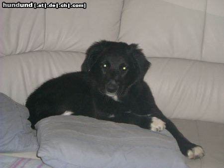 Border Collie Hunde Foto 11310 Border Collie ricco&fly