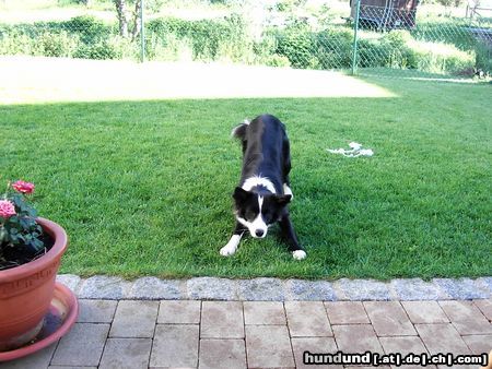 Border Collie Hunde Foto 21861 in höherer Auflösung ansehen Border Collie Jetzt wirf endlich!