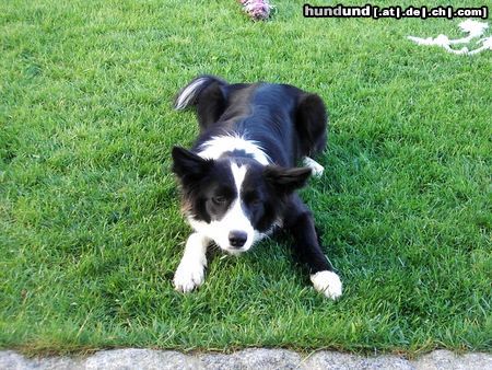 Border Collie Hunde Foto 22527 in höherer Auflösung ansehen Border Collie Ich krieg ihn, ich krieg ihn