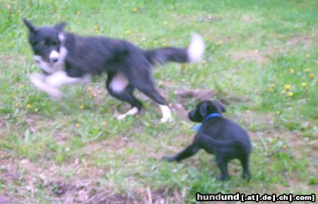 Border Collie Hunde Foto 15090 in höherer Auflösung ansehen Border Collie Border Colli wird gejagt