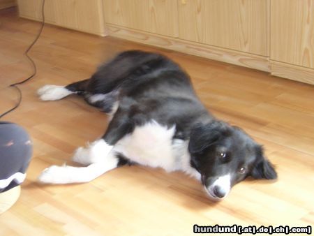 Border Collie Hunde Foto 15091 in höherer Auflösung ansehen Border Collie Schön sonnen gg