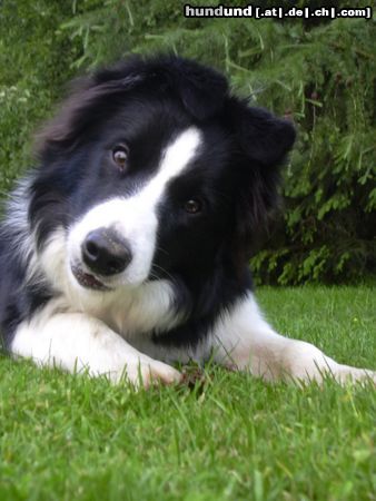 Border Collie Hunde Foto 16581 in höherer Auflösung ansehen Border Collie mein kleiner Captain Chaos(Brainy 6 Mon.)