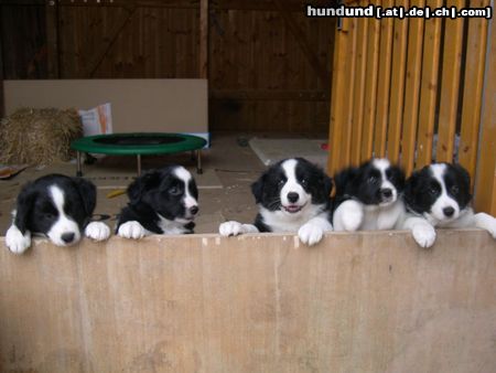 Border Collie Hunde Foto 15038 in höherer Auflösung ansehen Border Collie Welpen von Sabine Papst