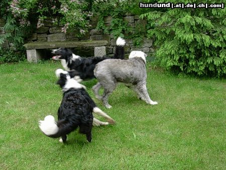 Border Collie Hunde Foto 13151 Border Collie Gioca + Filou mit Bobtail Obelix beim Badminton