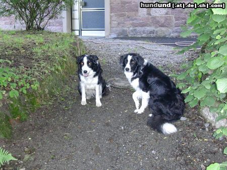 Border Collie Hunde Foto 12895 Border Collie kurz vorm gassi - gioca+filou
