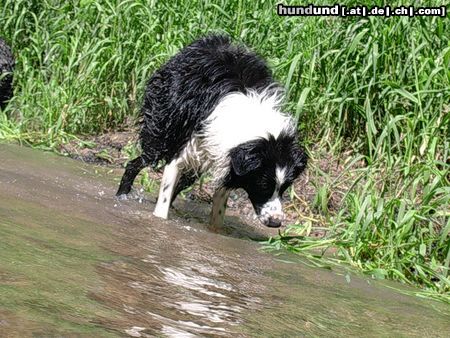 Border Collie Hunde Foto 13888 Border Collie Filoui beim Schütteln