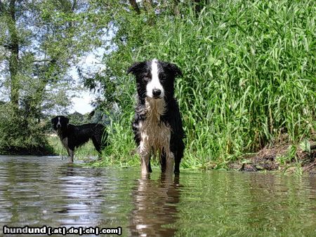 Border Collie Hunde Foto 12894 Border Collie Wasserratten unter sich - gioca+filou