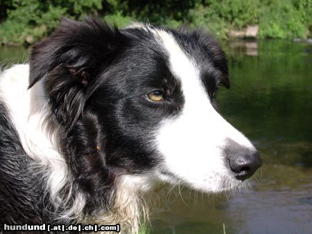 Border Collie Hunde Foto 13298 Border Collie Gioca