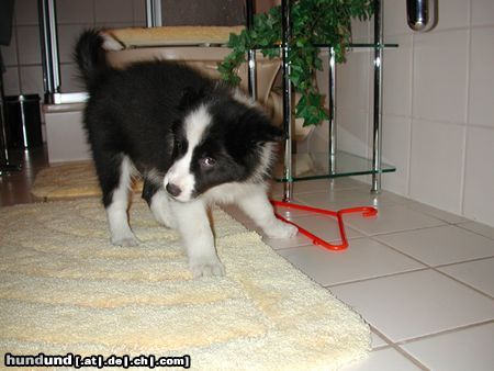 Border Collie Hunde Foto 6225 Border Collie Toby - 9 Wochen alt!