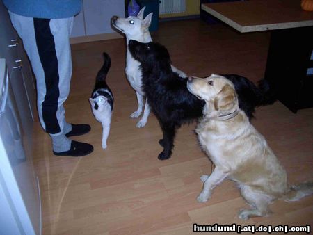 Border Collie Hunde Foto 15191 in höherer Auflösung ansehen Border Collie Was es da wohl leckeres gibt?
