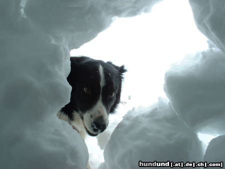 Border Collie Hunde Foto 3105 Border Collie aus der Sicht des Lawinenopfers