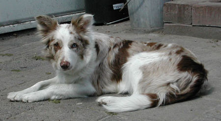 Border Collie Hunde Foto 29940 in höherer Auflösung ansehen Border Collie Border Collie Dyna