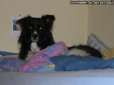 Border Collie Hunde Foto 18965 in höherer Auflösung ansehen Border Collie Das ist unsere