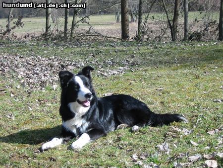 Border Collie Hunde Foto 22788 Border Collie Felix