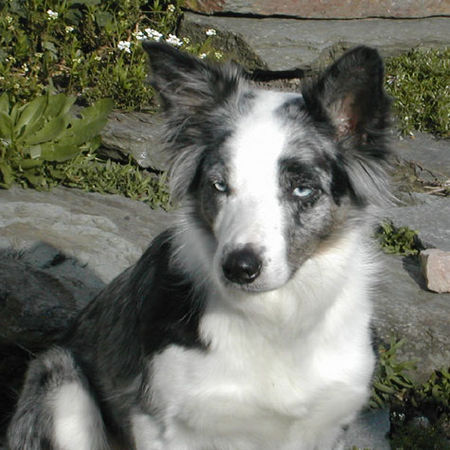 Border Collie Hunde Foto 29942 in höherer Auflösung ansehen Border Collie Border Collie Ferrah