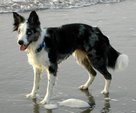 Border Collie Hunde Foto 29943 in höherer Auflösung ansehen Border Collie Border Collie Ferrah