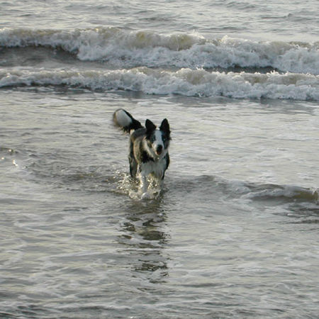 Border Collie Hunde Foto 29944 in höherer Auflösung ansehen Border Collie Border Collie Ferrah