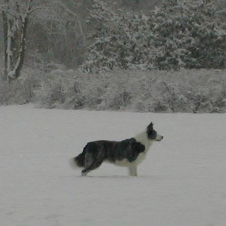 Border Collie Hunde Foto 29945 in höherer Auflösung ansehen Border Collie Border Collie Ferrah