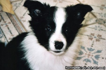 Border Collie Hunde Foto 9874 Border Collie Finn