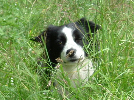 Border Collie Hunde Foto 28664 Border Collie Filmhündin Fly alias Balou (`Axel will´s wissen´)