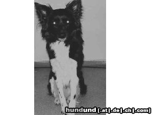 Border Collie Hunde Foto 22076 in höherer Auflösung ansehen Border Collie Das ist mein Süßer Schorschi