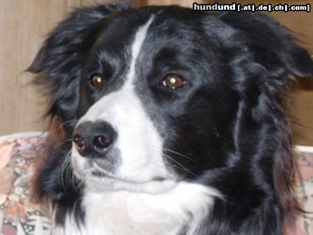 Border Collie Hunde Foto 20354 Border Collie Ponti