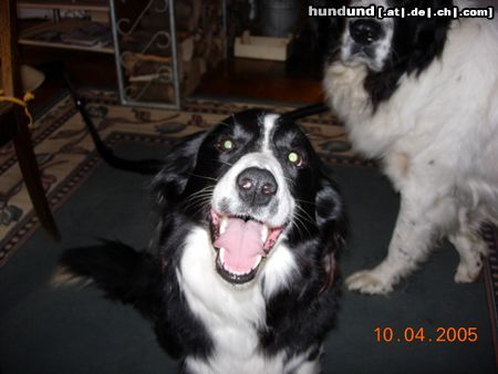 Border Collie Hunde Foto 20353 Border Collie Ponti kann wieder lachen