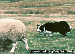 Border Collie Hunde Foto 12835 Border Collie Gary bei der Arbeit
